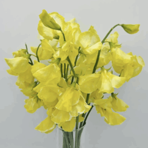 Sweet Pea - Yellow